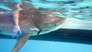 Sharks of the Bermuda Triangle háttérkép