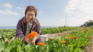 小さな旅 4. évad Ep.630 630. epizód