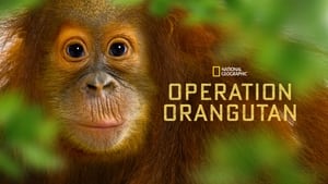 Operation Orangutan háttérkép