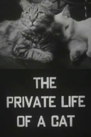 The Private Life of a Cat poszter