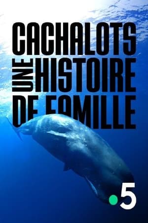 Cachalots, une histoire de famille poszter