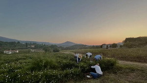 Fleurs à parfum, retour en Grasse háttérkép