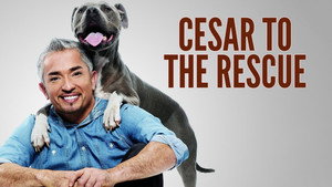 Tárcsázza Cesar Millant! kép