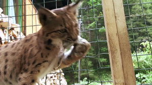 The Lynx Liaison háttérkép
