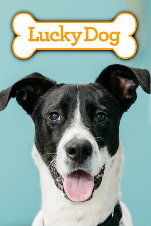 Lucky Dog poszter