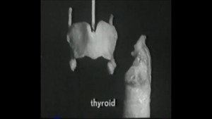 Voice Production: The Vibrating Larynx háttérkép