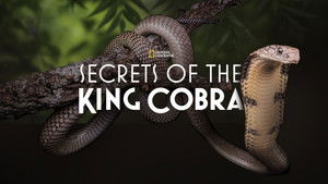 Secrets of the King Cobra háttérkép