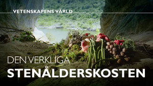 Vetenskapens värld 49. évad Ep.7 7. epizód