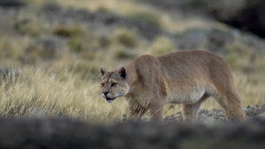 Puma, le fantôme du Gévaudan háttérkép