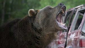 A dühöngő grizzli háttérkép