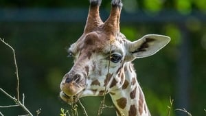 Maman girafe háttérkép