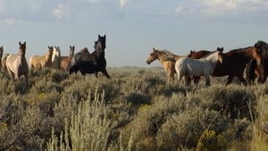 American Mustang háttérkép