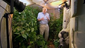 Attenborough - 60 év a vadonban háttérkép