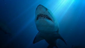 United Sharks of America háttérkép