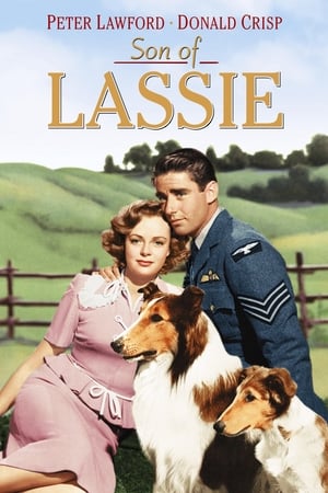 Son of Lassie poszter