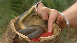I'm a Celebrity...Get Me Out of Here! Season 4 Ep.3 3. epizód