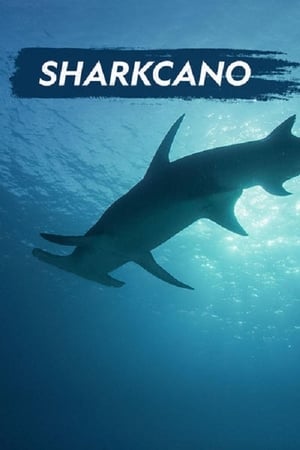 Sharkcano poszter