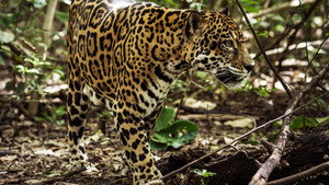Jaguar Beach‎ háttérkép