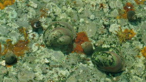 Tide Pools háttérkép