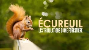 Écureuil : Les Tribulations d'une forestière háttérkép