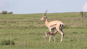 Tanzanie, la nature à l'état sauvage kép
