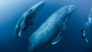 Chasing Ocean Giants 1. évad Ep.3 3. epizód