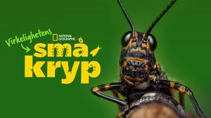 Egy igazi bogár élete kép