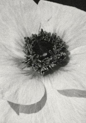 Étude cinégraphique sur une arabesque poszter