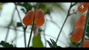 Ivohiboro: La Forêt Oubliée háttérkép