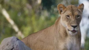 Taronga: Who's Who in the Zoo 5. évad Ep.7 7. epizód