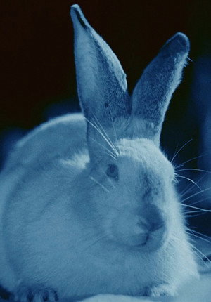Rabbit's Moon poszter