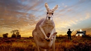 Kangaroo: A Love-Hate Story háttérkép