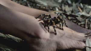 Tarantulas: The Deadly Cargo háttérkép