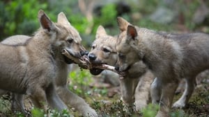 Le Plus Beau Pays du monde : Le Sanctuaire háttérkép