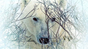 Where the Polar Bears Wait háttérkép