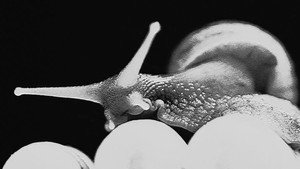《野犬》 háttérkép