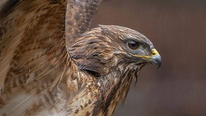 Springwatch 19. évad Ep.5 5. epizód