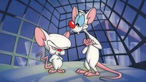 Pinky and the Brain kép