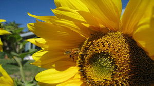 Queen of the Sun: What Are the Bees Telling Us?‎ háttérkép
