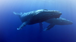 Whale Wisdom háttérkép