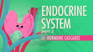 Crash Course Anatomy & Physiology 1. évad Ep.24 24. epizód
