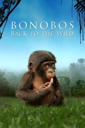 Bonobos poszter