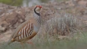 Prédateurs et proies - La faune de la péninsule Ibérique háttérkép