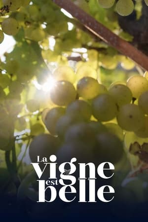 La vigne est belle