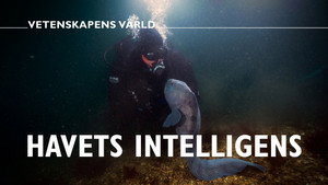 Vetenskapens värld 51. évad Ep.9 9. epizód