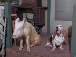 Green Acres Season 3 Ep.3 3. epizód