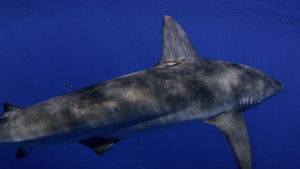 Shark Dive háttérkép