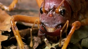 The World's Biggest and Baddest Bugs háttérkép