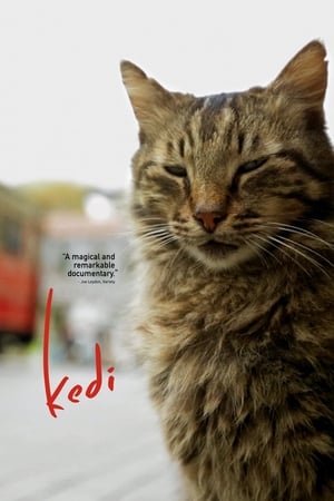 Kedi - Isztambul macskái poszter