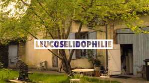 Leucosélidophilie háttérkép